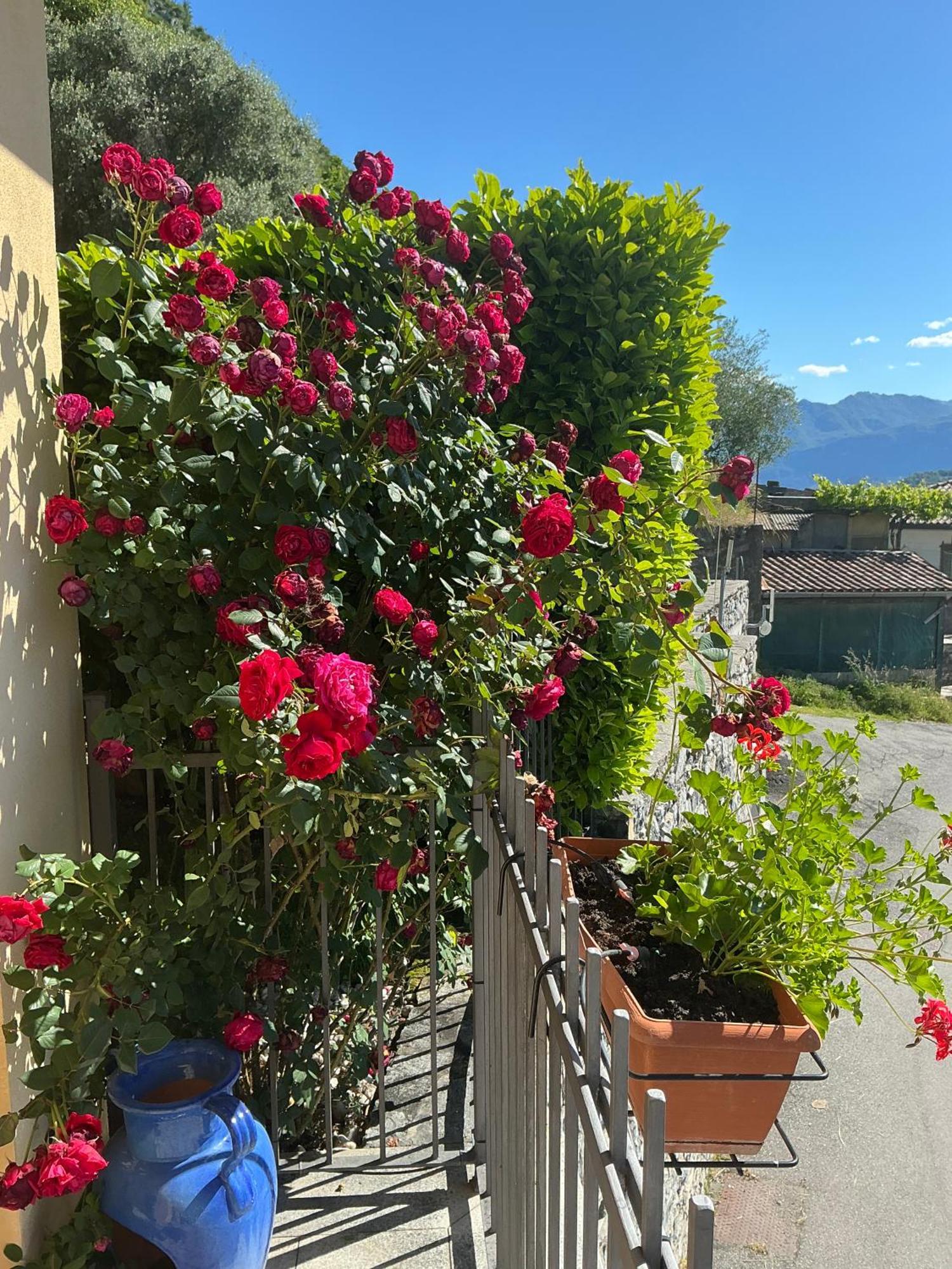 Colonno Panoramica Lago Di Como Екстер'єр фото